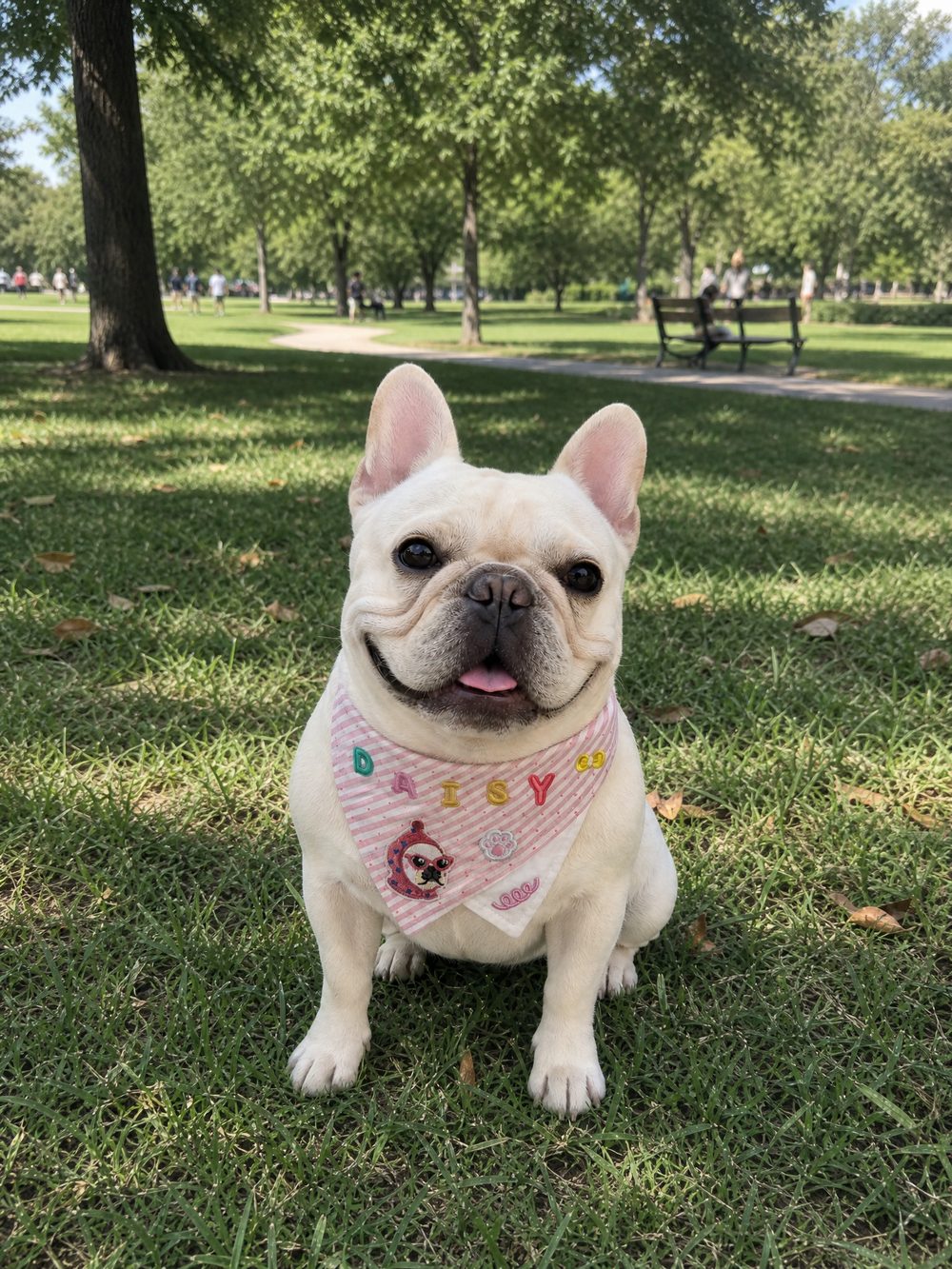 Cream French Bulldog wearing a personalized Daisy bandana in a community park